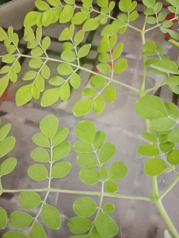Moringa powder